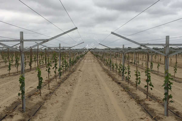 Sistema Gable Agtek + Vineyard Anti-granizo