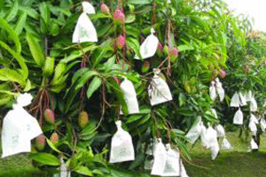 manga crescendo no tree.jpg