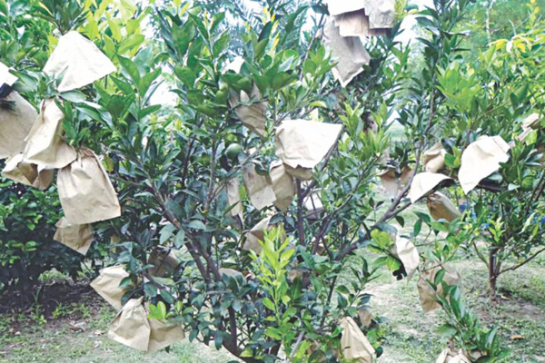 Laranjas Prote&ccedil;&atilde;o Paper Bag.jpg