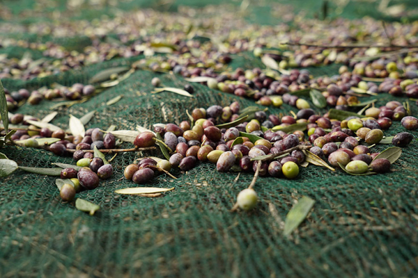 Azeitona Net Mono Filamento para Italy.jpg