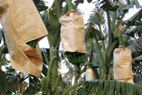 Sacos crescentes da banana