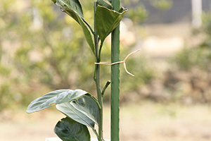 Videira de uva amarrando a corda