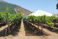 Gable Open + Uva Raincover