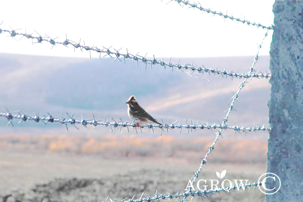 Cerca de arame farpado