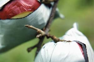 ma&ccedil;&atilde; em bags.jpg