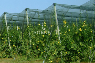 Sistema de Rede Agtek + Gable Orchard Anti-Hail