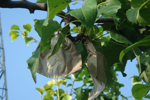 p&ecirc;ra crescendo em orchard.jpg