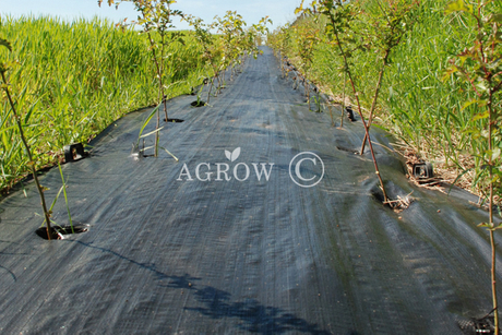 Esteira Erva Daninha