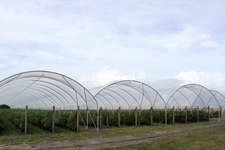 Casa de Hoop Tunnel Poly Multi-Bay