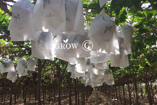 Videira de uva amarrando a corda