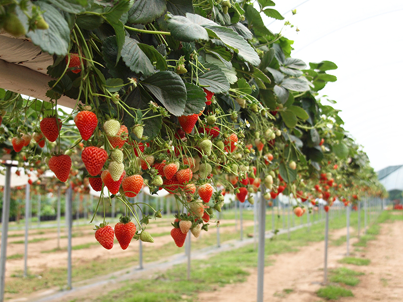 Sistema de Crescimento de Morango AGTEK Table-top